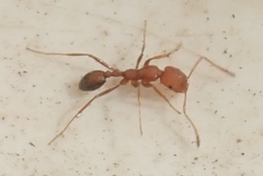 Monomorium rufulum