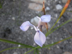 Moraea tripetala tripetala