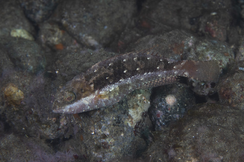 Calotomus spinidens observed 2026-05-05