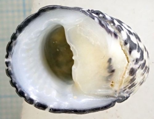 Checkered Nerite