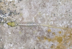 Cnemaspis littoralis