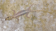 Cnemaspis littoralis