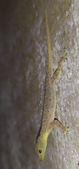 Cnemaspis littoralis