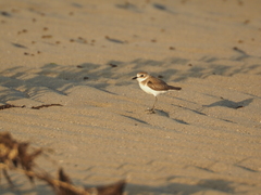 Charadrius alexandrinus