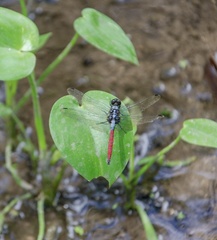 Orthetrum schneideri