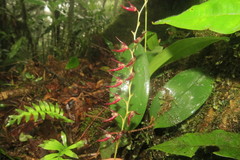 Stelis megachlamys