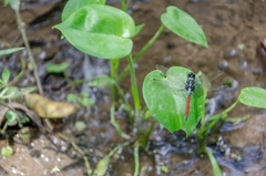 Orthetrum schneideri