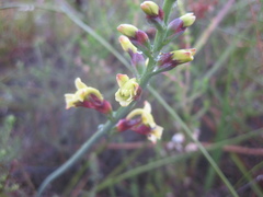 Tritoniopsis parviflora parviflora