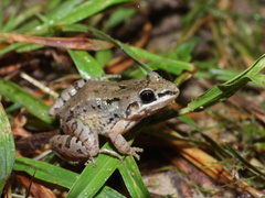 Mexican White-Lipped Frog photo 1