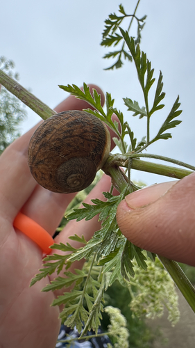 Cornu aspersum