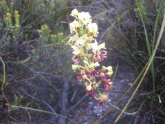 Tritoniopsis parviflora parviflora