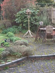 Sciurus carolinensis