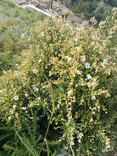 Avistamiento Estepa negra (Cistus monspeliensis)