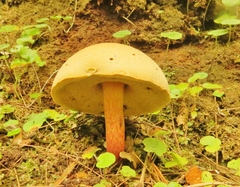 Austroboletus