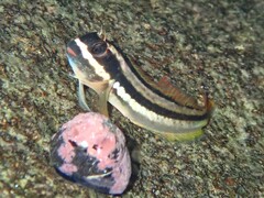 Giant Blenny photo 1