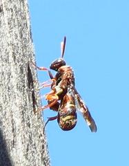 Leucospidae