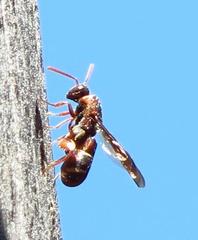 Leucospidae