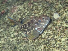 Giant Blenny photo 4