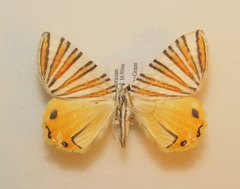 Pityeja histrionaria