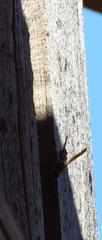 Leucospidae