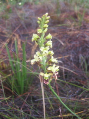 Tritoniopsis parviflora parviflora