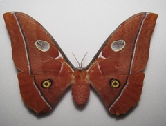 Antheraea godmani