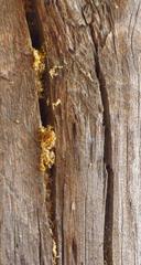 Leucospidae