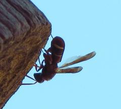 Leucospidae