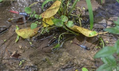 Orthetrum schneideri