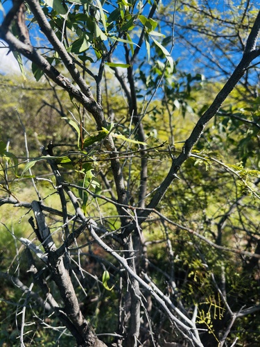 Searsia leptodictya, photograph 6
