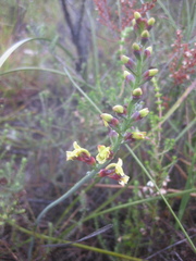 Tritoniopsis parviflora parviflora