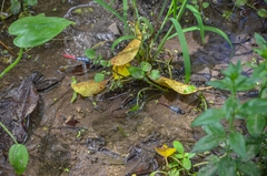 Orthetrum schneideri