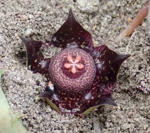 Ceropegia polita