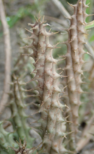 Ceropegia polita