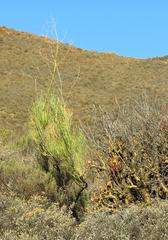 Anginon swellendamense