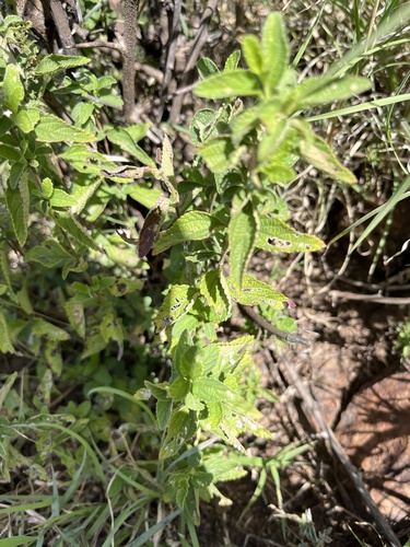 Lantana rugosa, photograph 6
