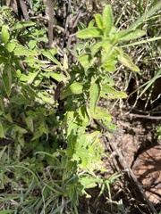 Lantana rugosa, photograph author not stated, no rights reserved