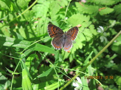 Lycaena helle