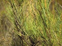 Anginon swellendamense
