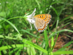 Lycaena helle