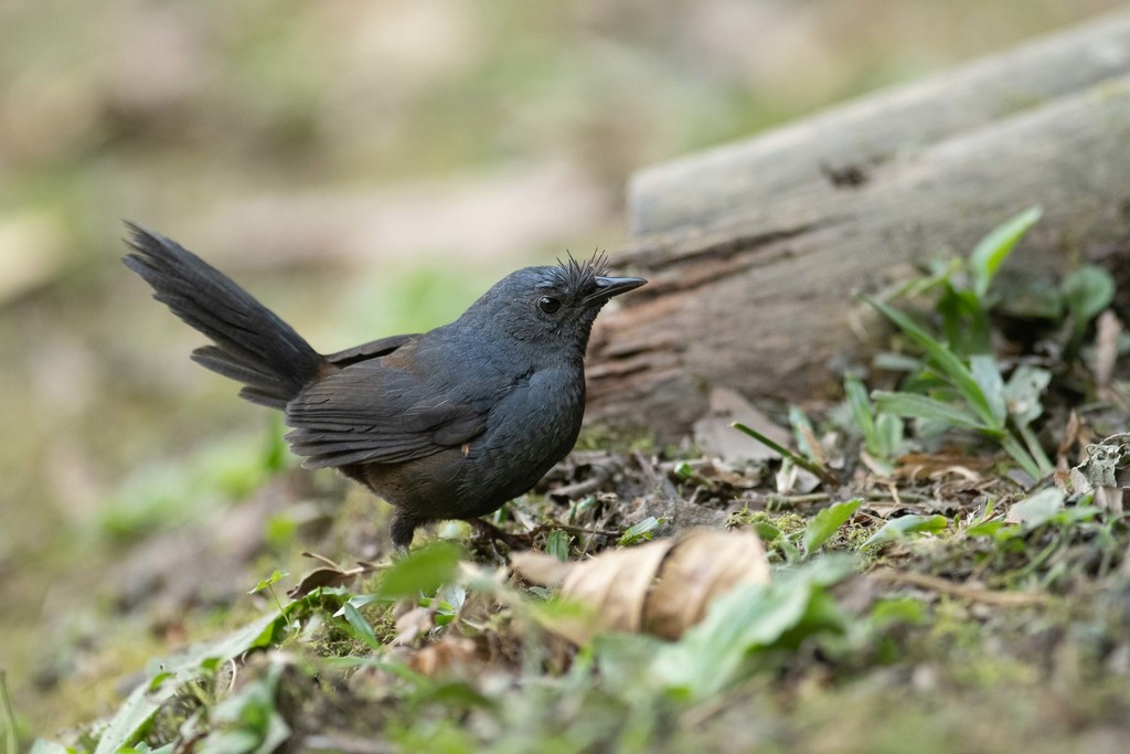 Slaty Bristlefront