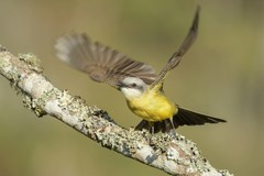 Tyrannus albogularis