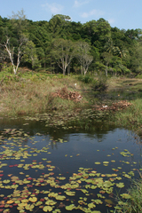 Nymphoides indica