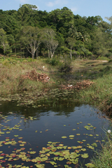 Nymphoides indica