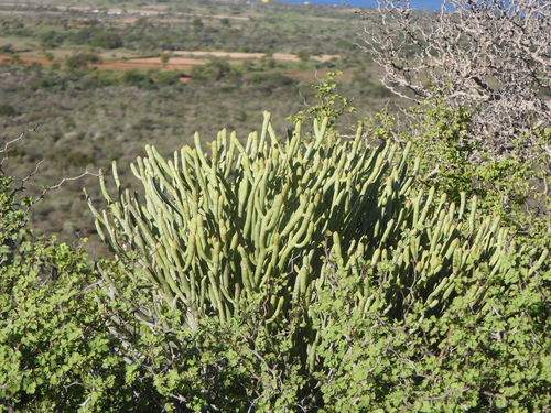 Euphorbia famatamboay