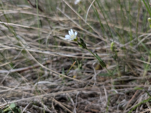 field chickweed