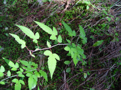Rubus trianthus