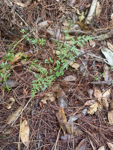 Gaga hirsuta observed 2026-05-08