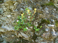 Rhododendron noriakianum