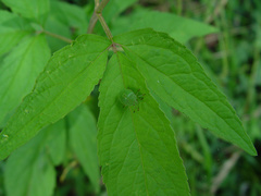 Palomena